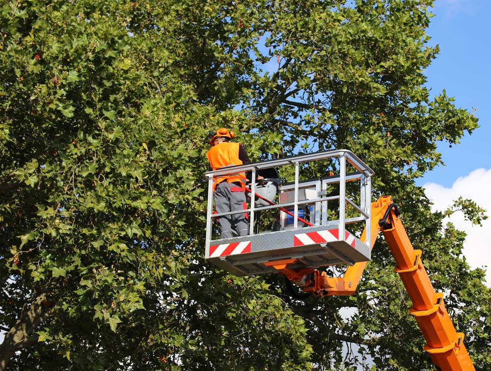 Tree Cutting | US Coast Guard | A James Global